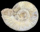 Perisphinctes Ammonite - Jurassic #54214-1